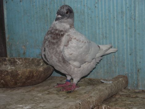 dscf2766.jpg